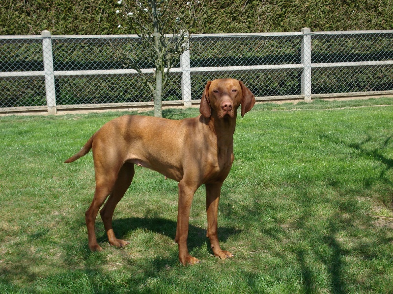 Taiga De la betoule