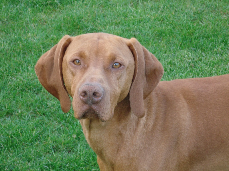 Benji de la Baraudrerie