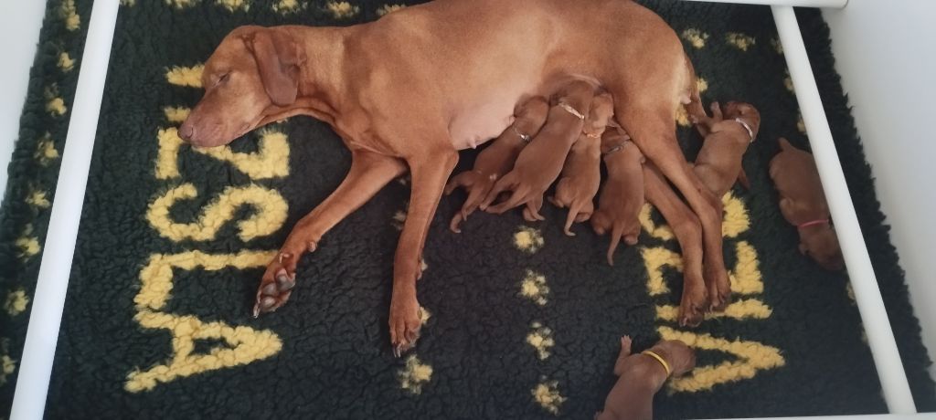Chiots nés le 1 juillet