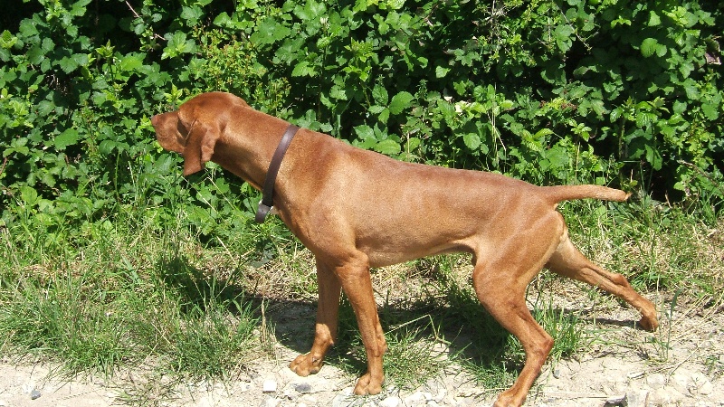 Tsar