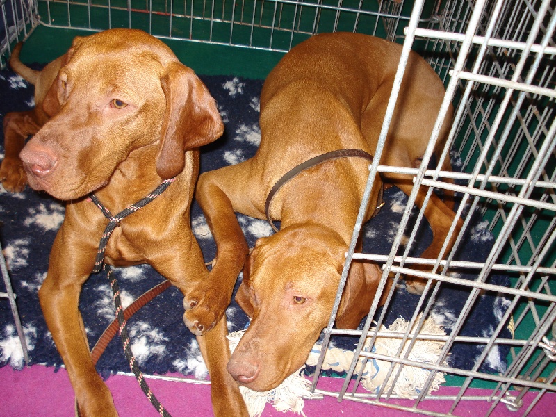 nos chiens