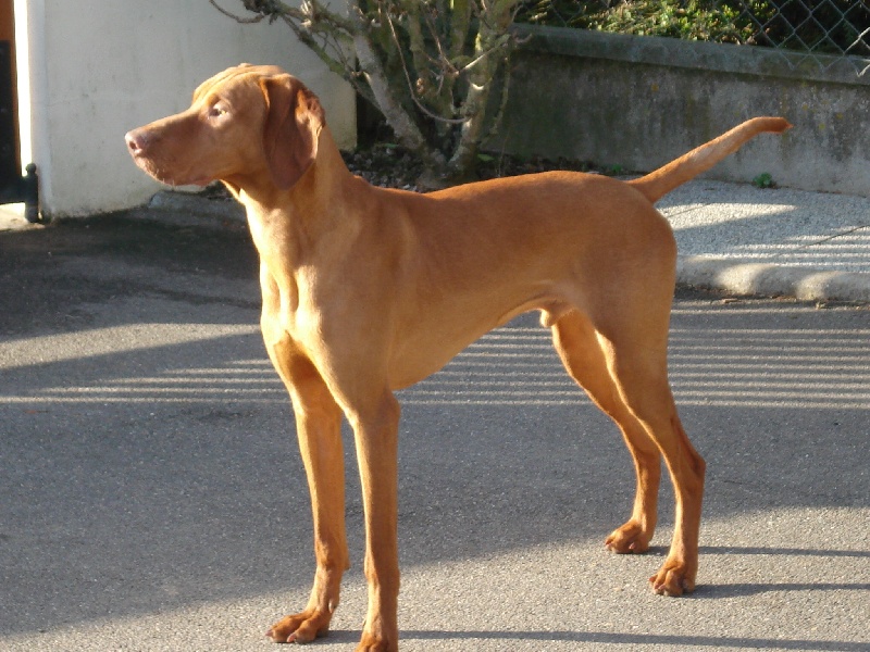 Benji
