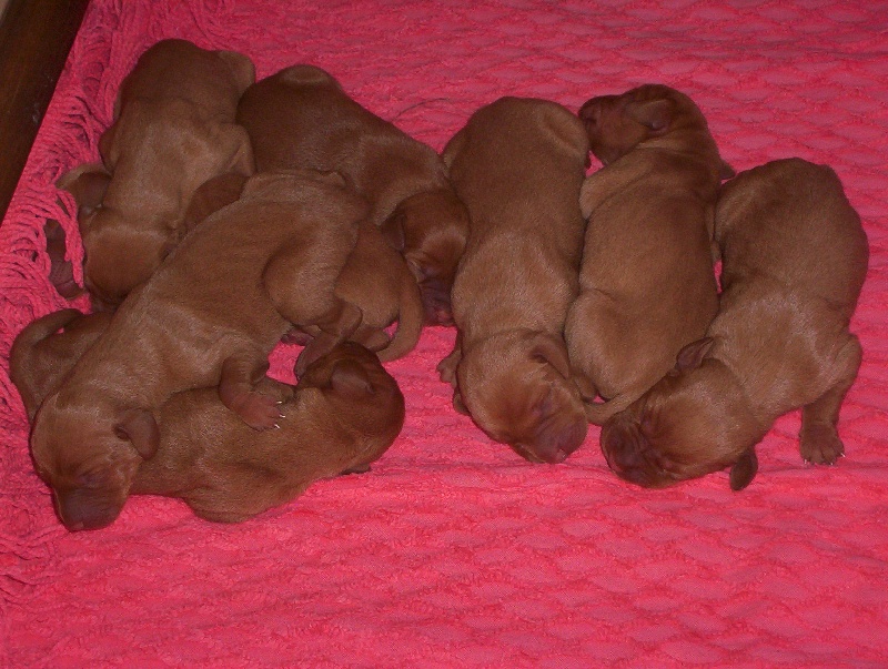 chiots